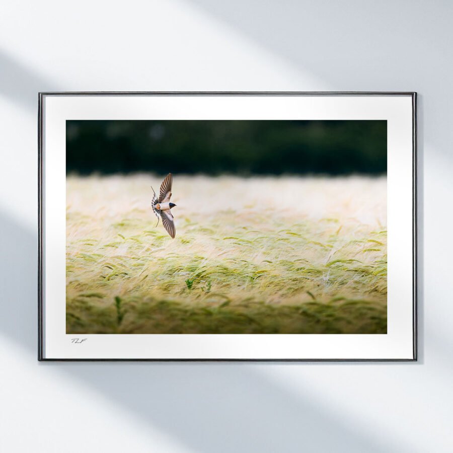 Vif dans le vent – Image 2