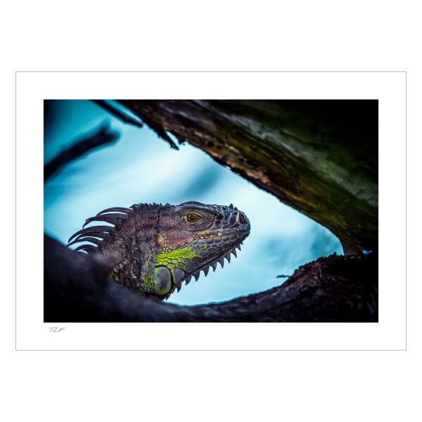 iguane