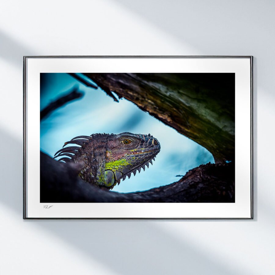 Coup d'œil reptilien – Image 2