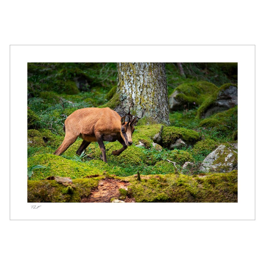 isard