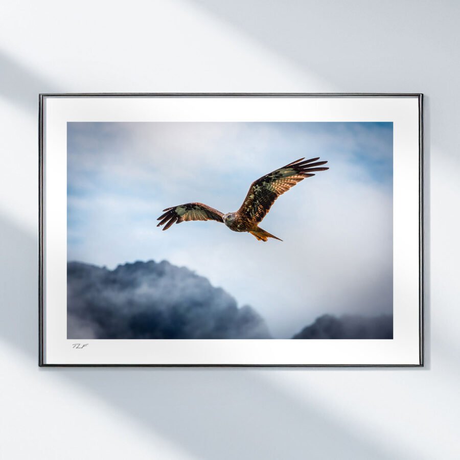 Le rapace royal – Image 2