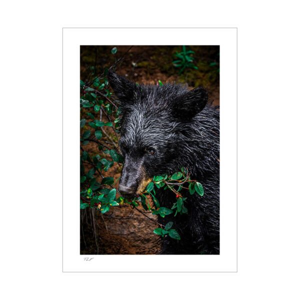 ours noir