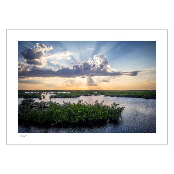 Les mangroves de Floride