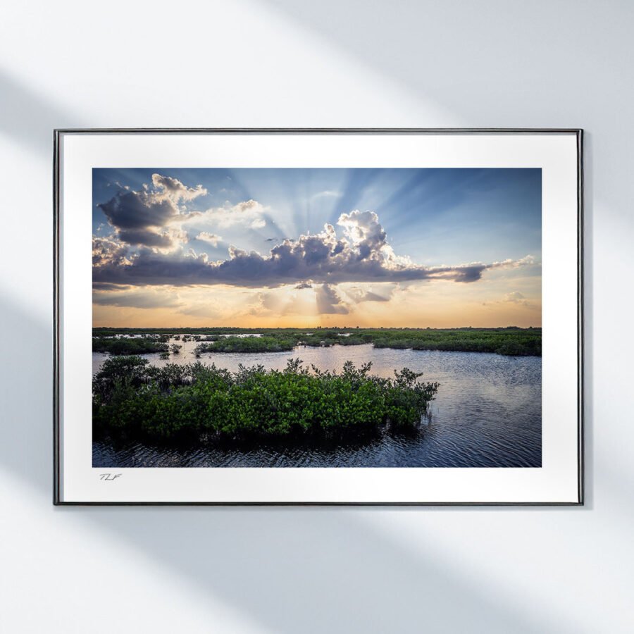 Les mangroves de Floride – Image 2