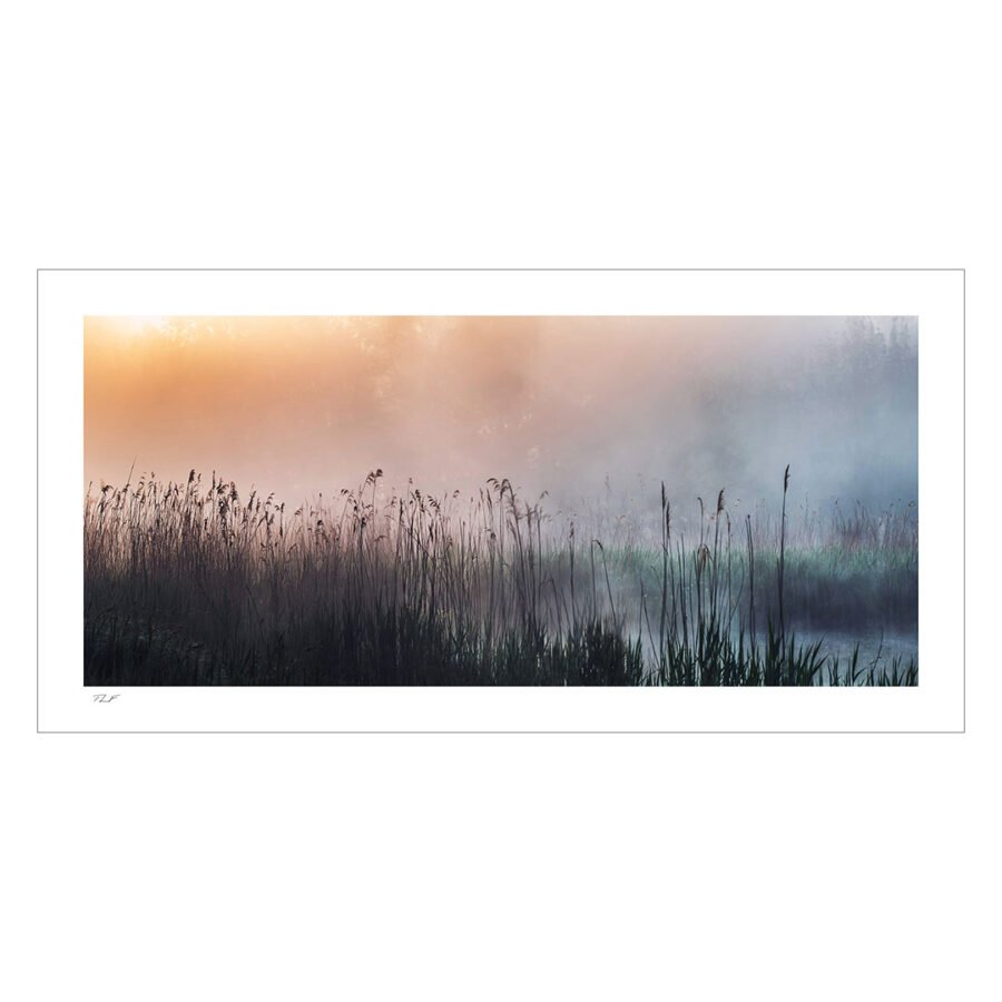 roselière et brume