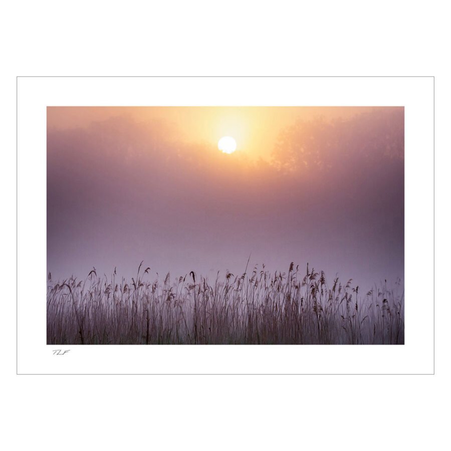 lever de soleil sur le marais