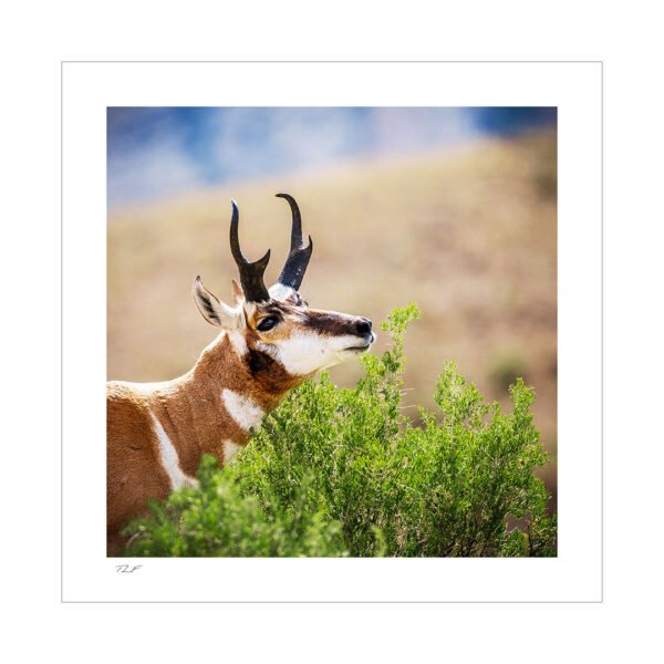 antilope d'amérique