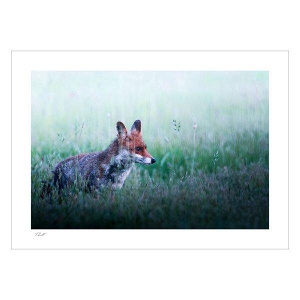 renard roux