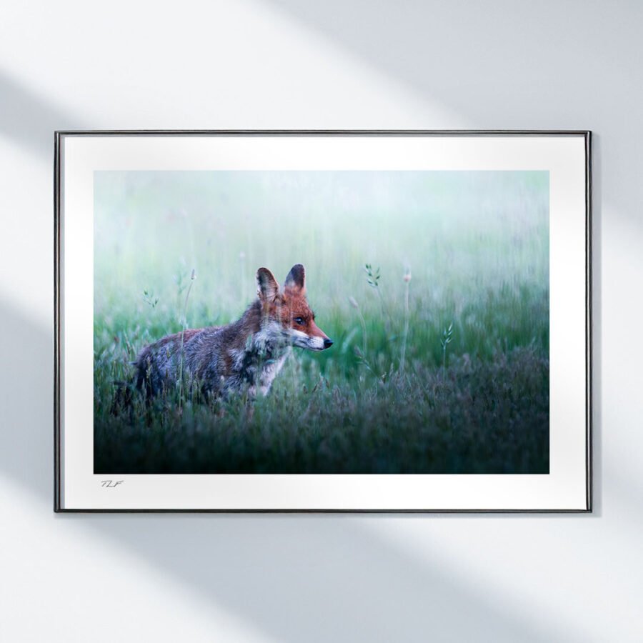 Chasseur des soirs d'été – Image 2