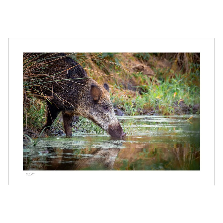 sanglier