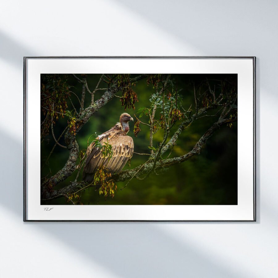 Le repos du griffon – Image 2