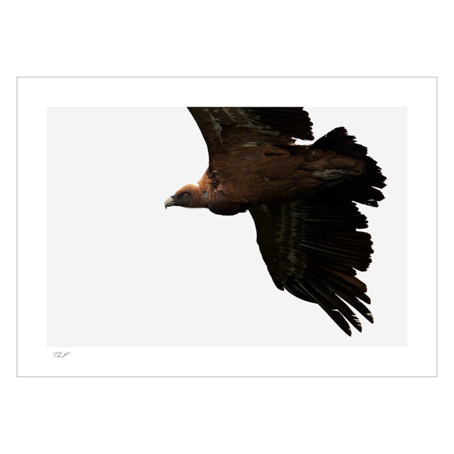 vautour fauve