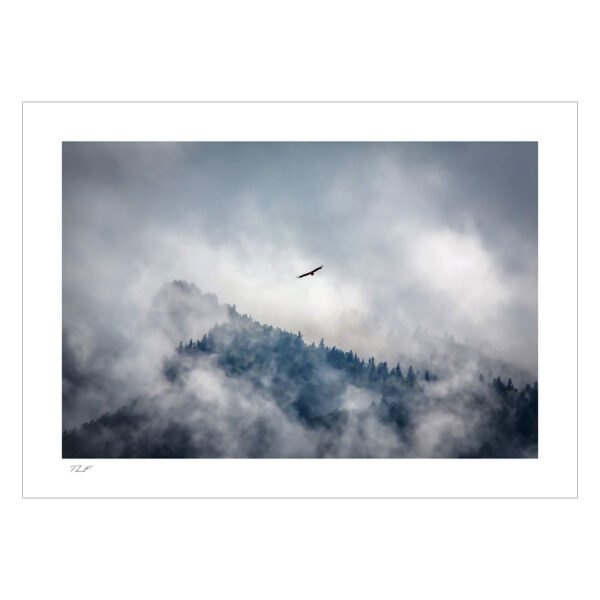 vautour fauve