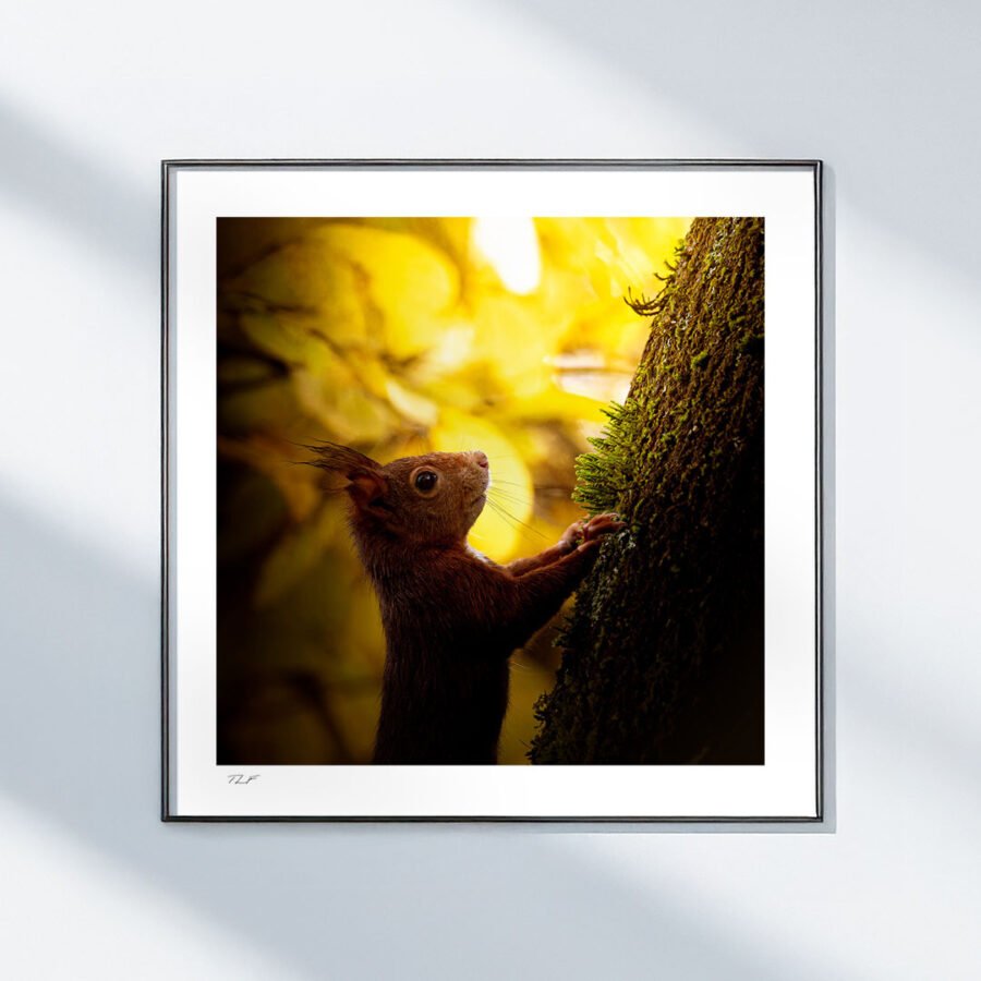 Le lutin des bois – Image 2