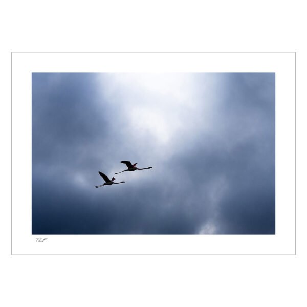 flamants roses