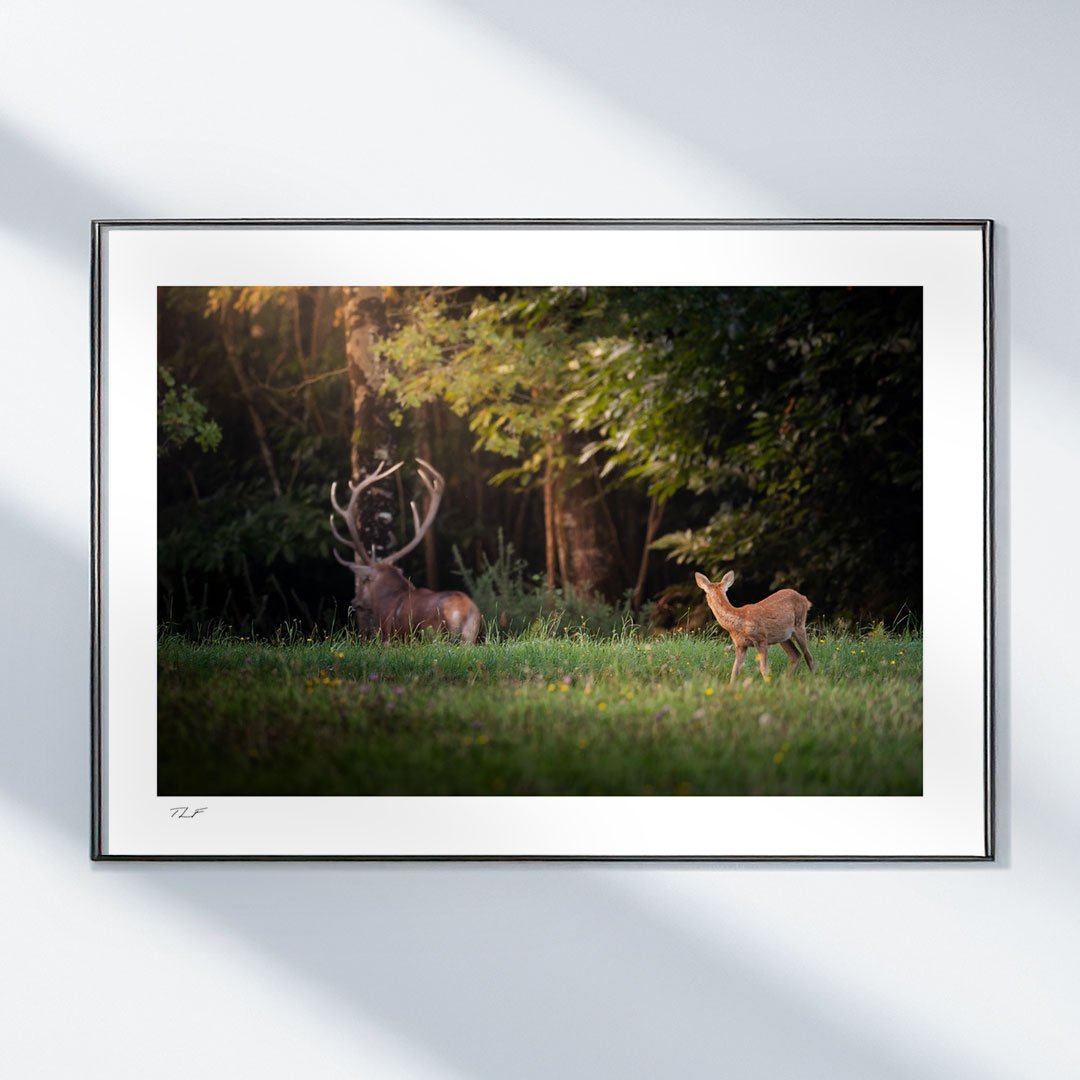 Le roi passe – Image 2