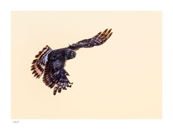 La danse du busard St Martin