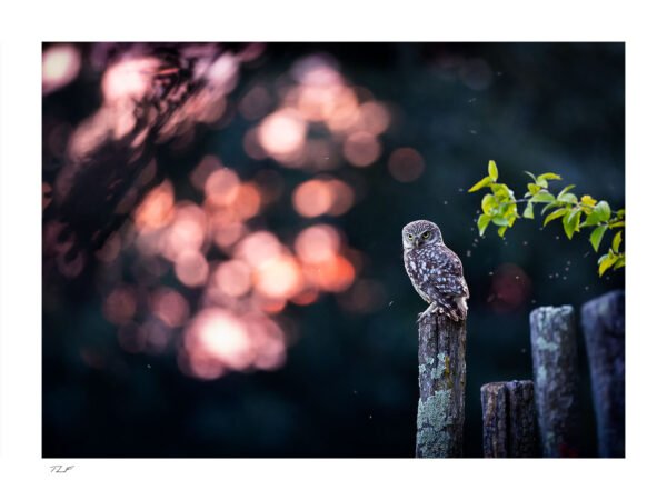 Athéna dans les soirées d'été