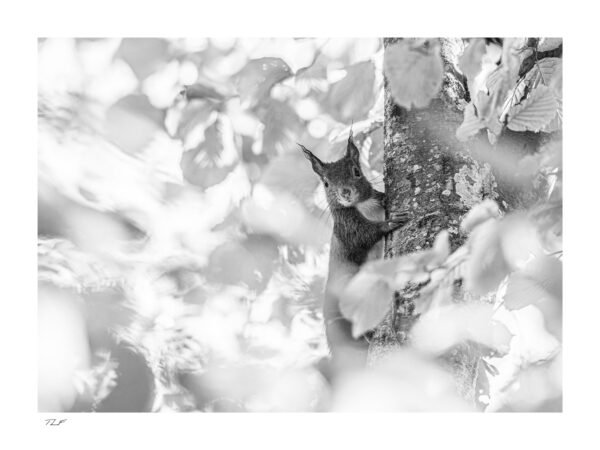 Croiser le regard de l'écureuil