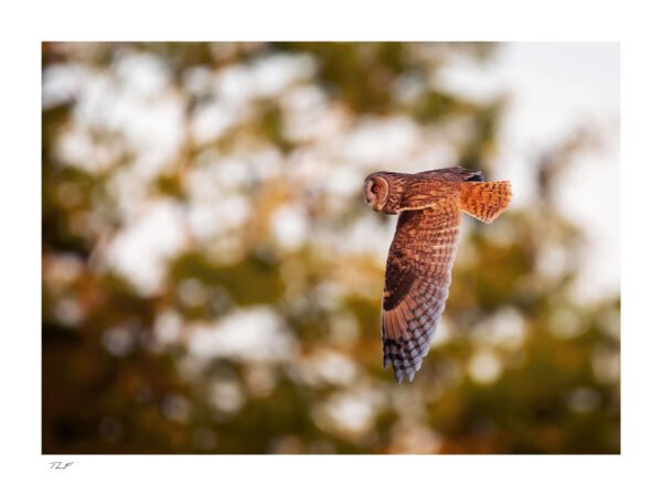 Ballet aérien au couchant