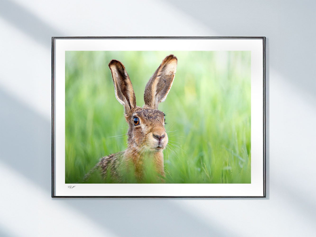 Rencontre avec le lièvre – Image 2