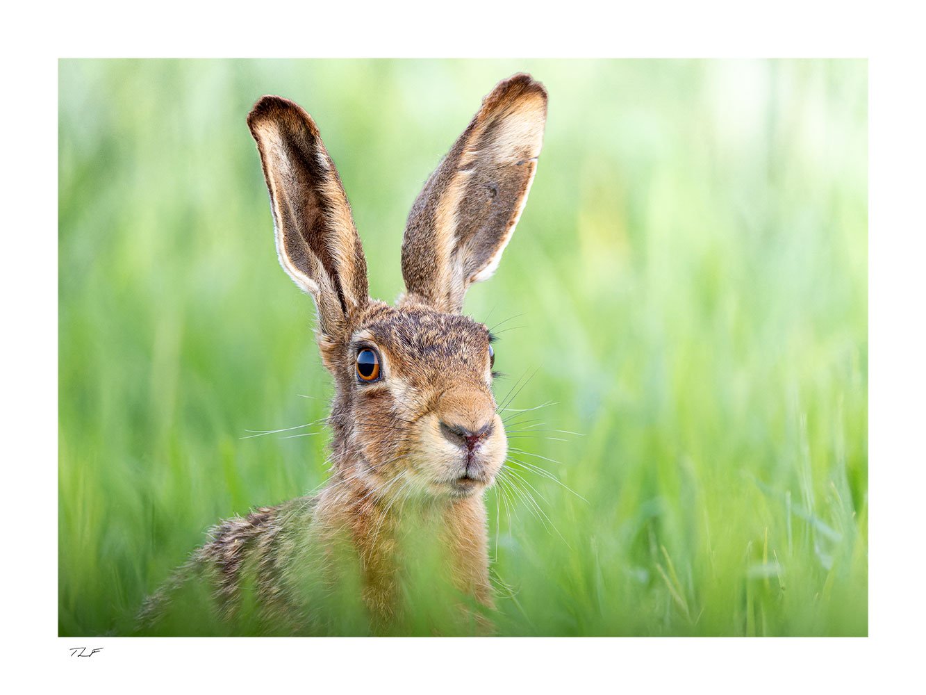 Rencontre avec le lièvre