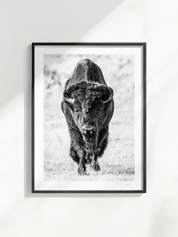 Cadre-Yellowstone-11