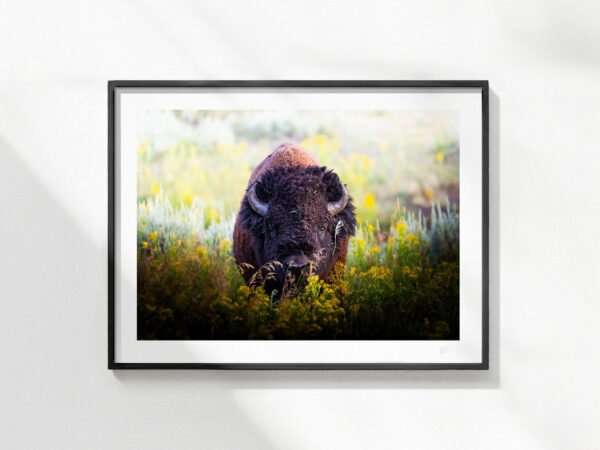 Cadre-Yellowstone-13