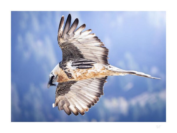 Le maître des vallées