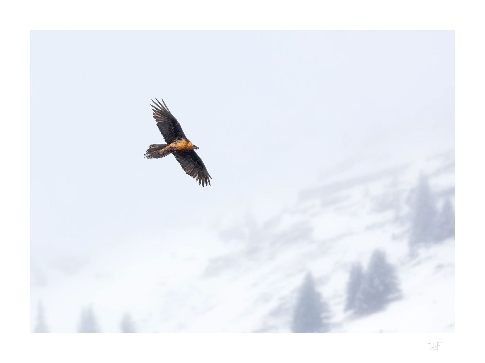 Gypaète dans un monde blanc