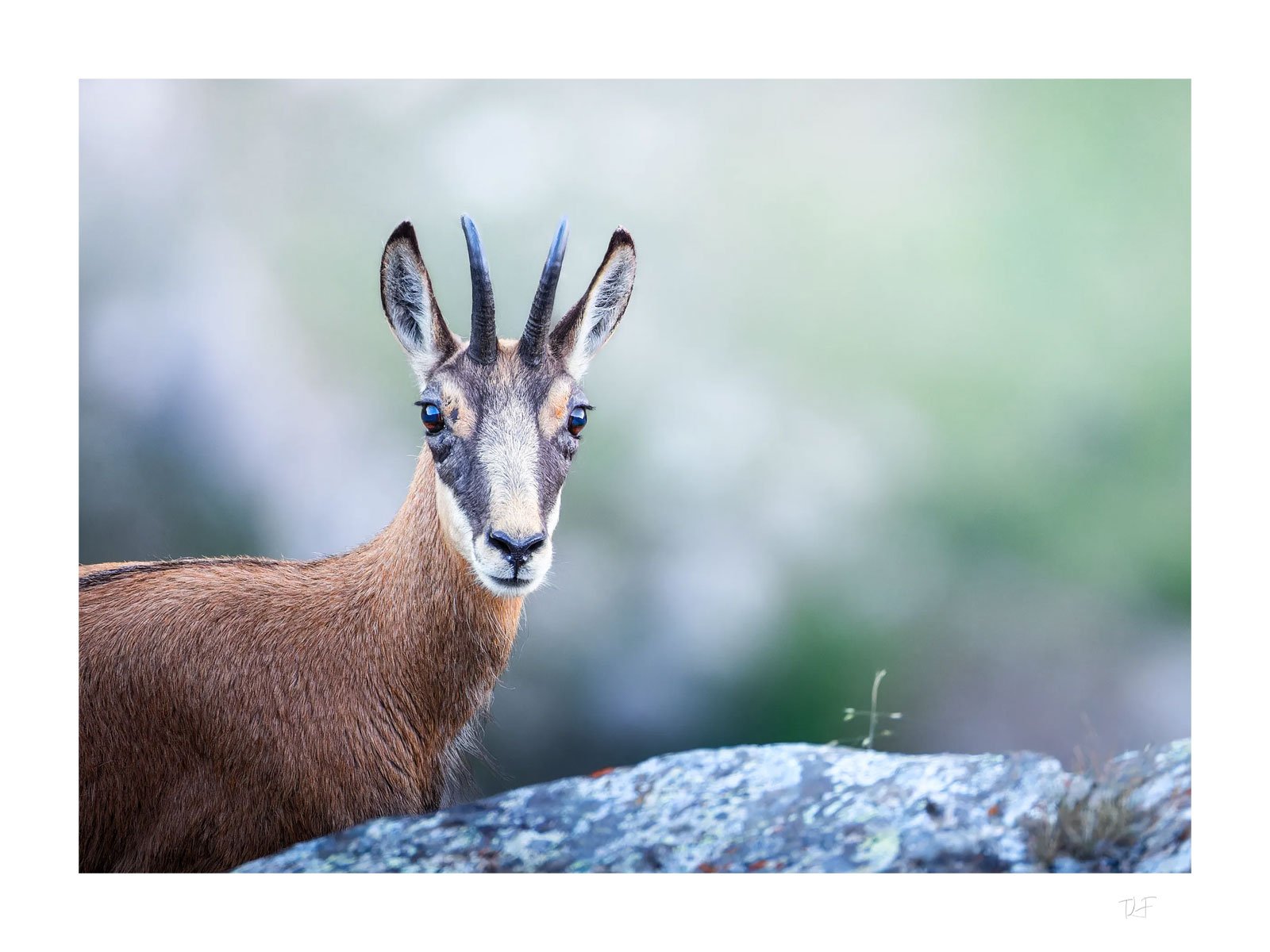 Rencontre à l'aube sur les pics