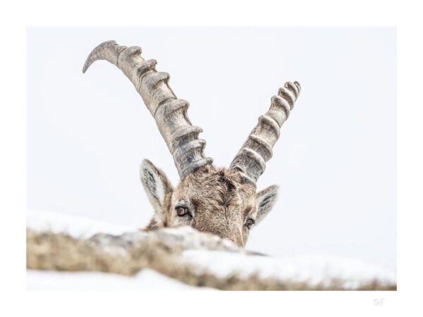 Sous l'œil du roi de la montagne