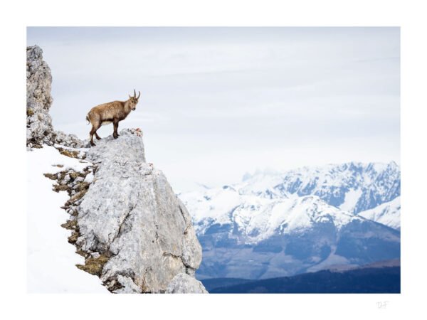 L'animal des sommets