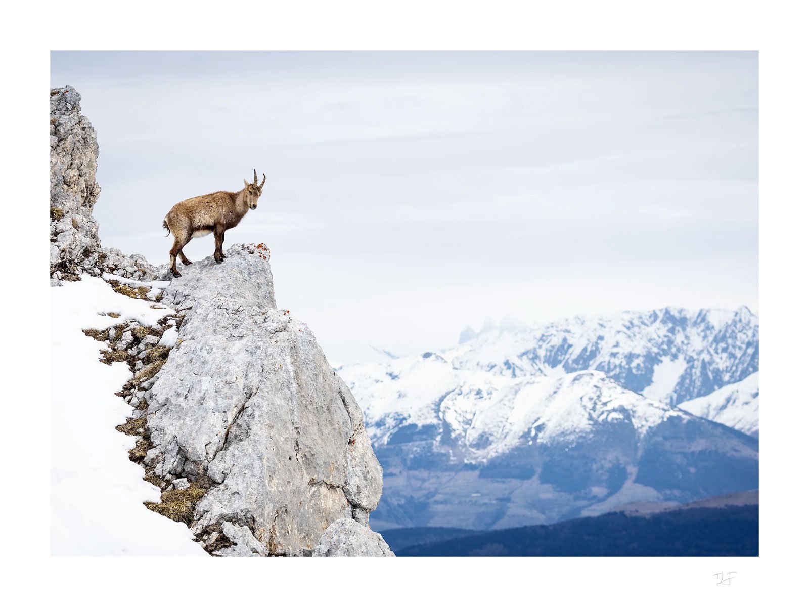 L'animal des sommets