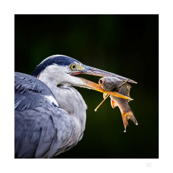 Le dénouement d'une pêche