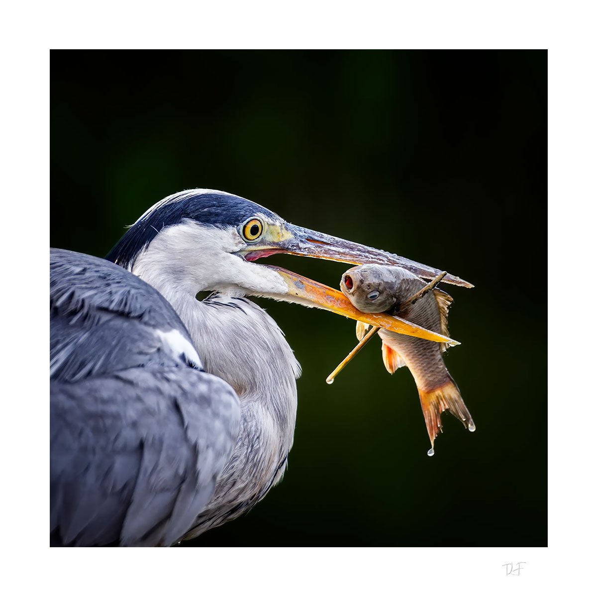 Le dénouement d'une pêche