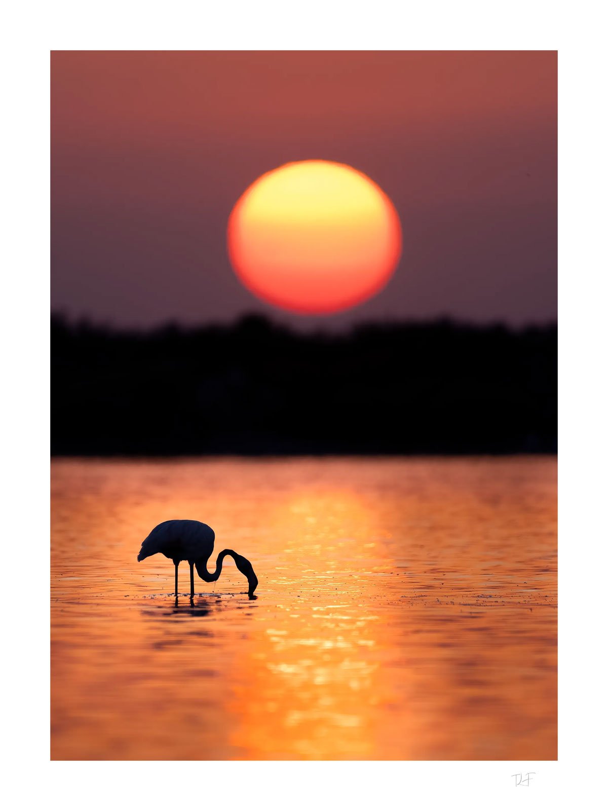 Lumières de Camargue