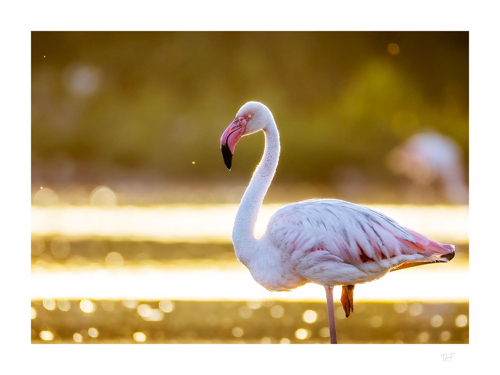 Rosé et lumière dorées