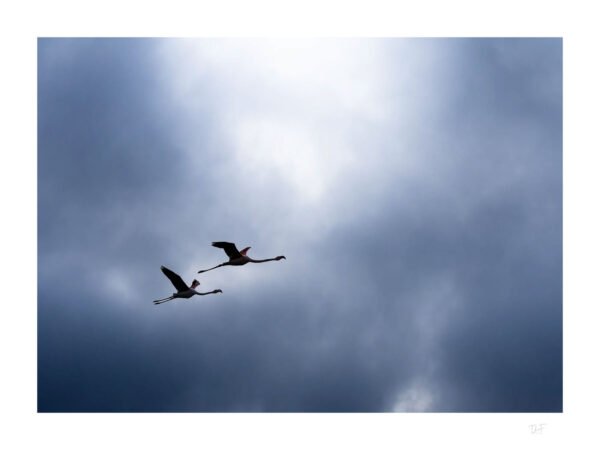 Camargue sous l'orage