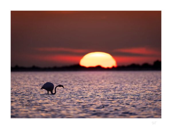 Atmosphère de Camargue