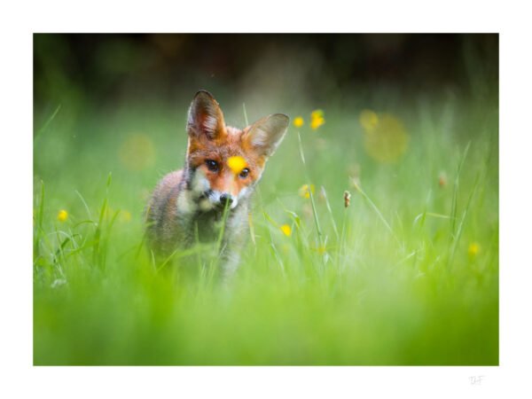 Une nouvelle aventure dans les champs