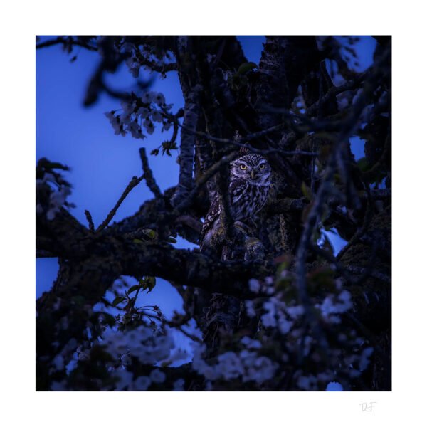 Dernières lumières