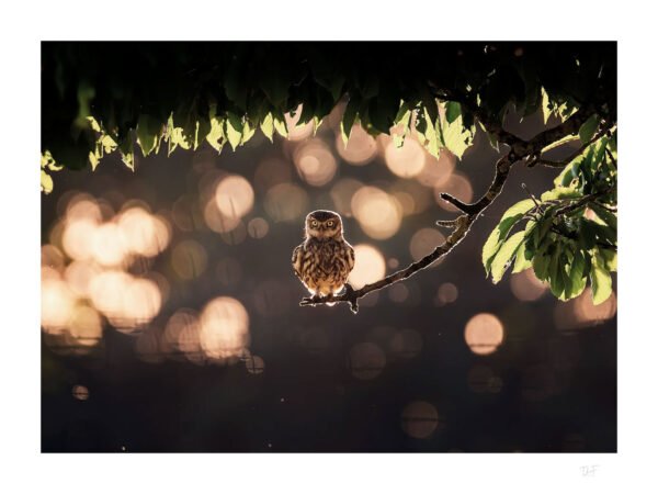 Cerisier et lumières dorées