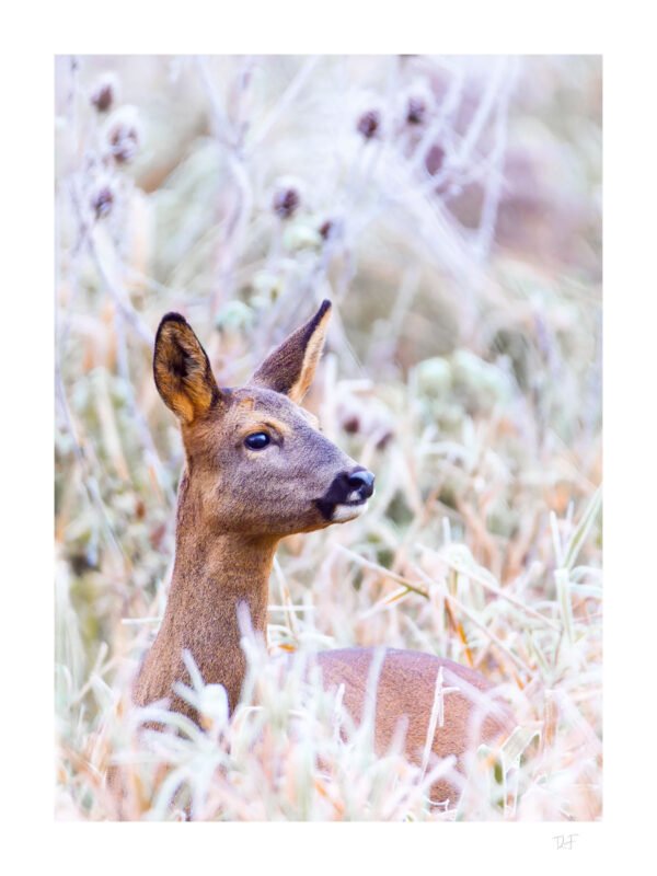 Douceur dans le givre