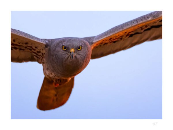Sous l'œil du rapace