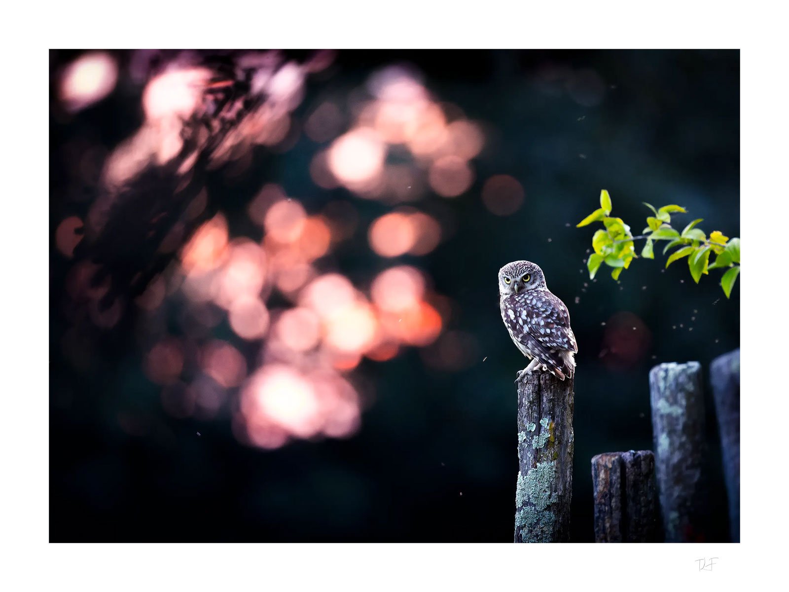 Athéna dans les soirées d'été