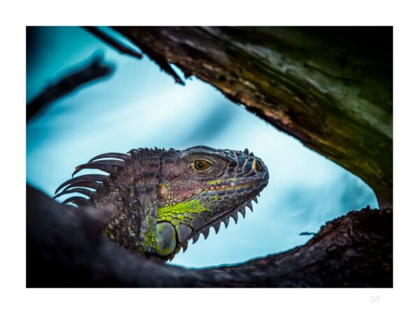 Coup d'œil reptilien