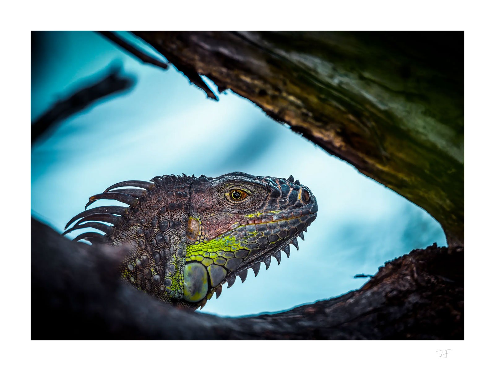 Coup d'œil reptilien