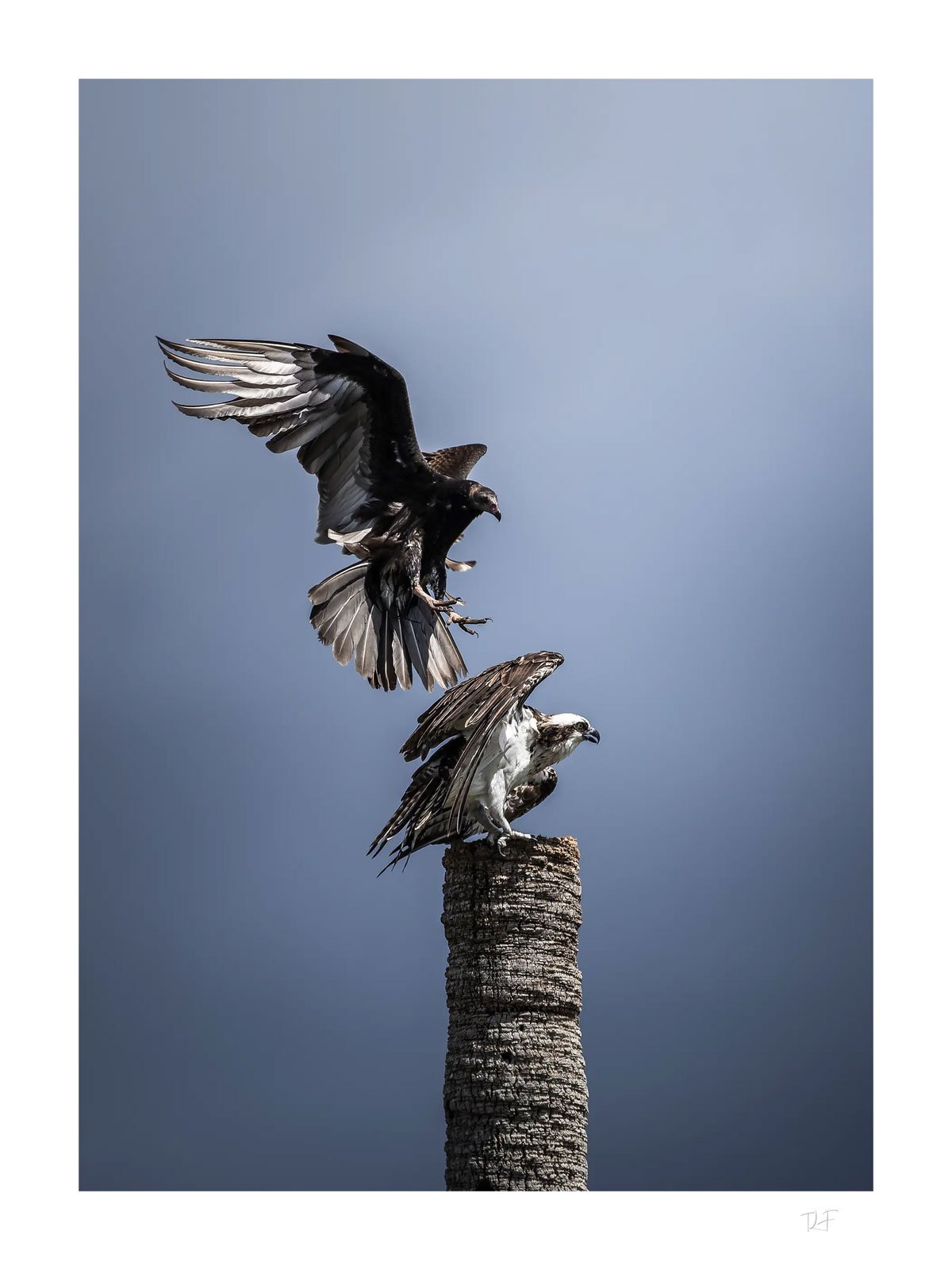 Le charognard et le pêcheur