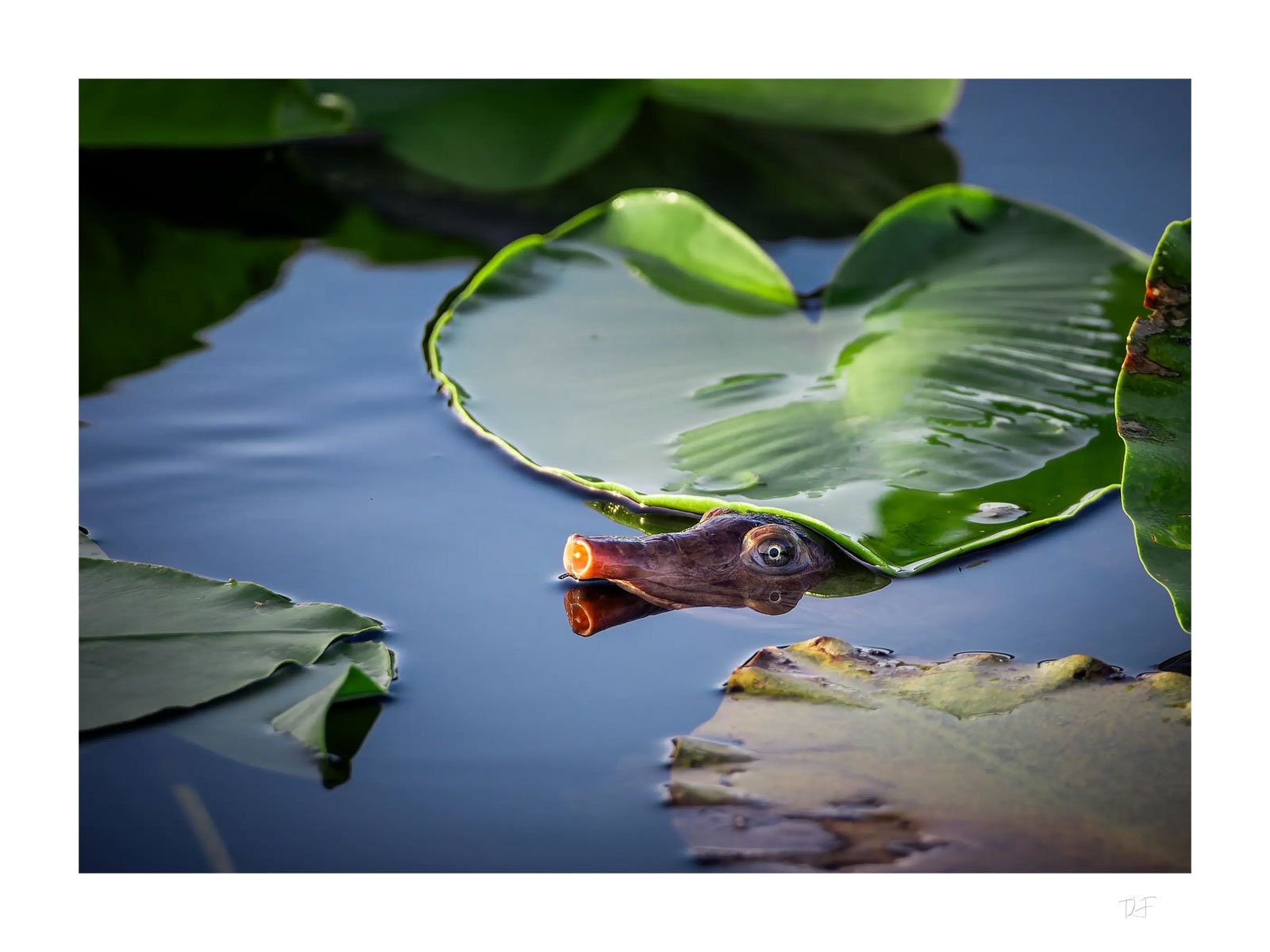 Curiosité des marais